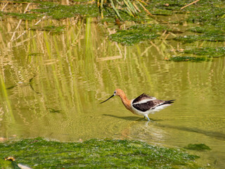 Close up shot of the American avocet