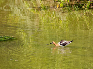 Close up shot of the American avocet