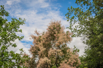 Fototapeta premium Cotinus Coggygria - Pink Common Smoke Tree. Foliage and seed heads. Garden of the South Tyrol in northern Italy