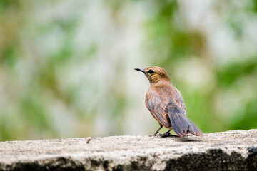 Brown Rock Chat (Oenanthe fusca) perching on a wall