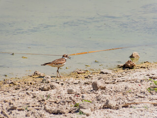 Close up of a cute Plover