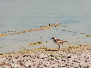 Close up of a cute Plover