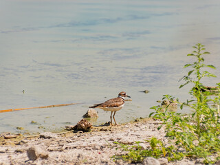 Close up of a cute Plover