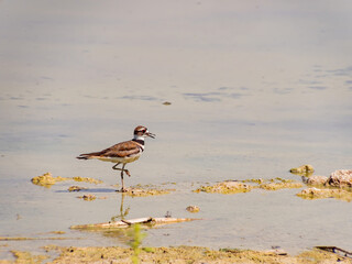 Close up of a cute Plover
