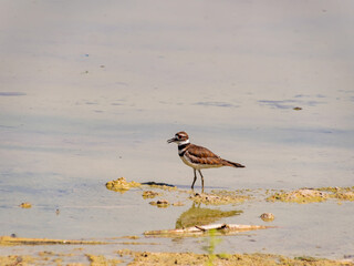 Close up of a cute Plover