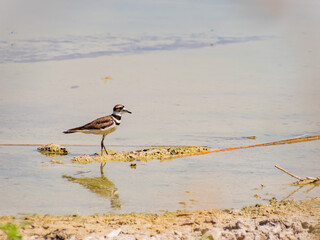Close up of a cute Plover