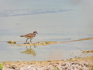 Close up of a cute Plover