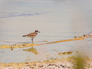 Close up of a cute Plover