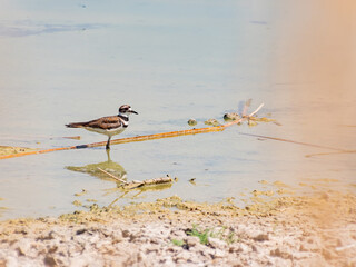 Close up of a cute Plover