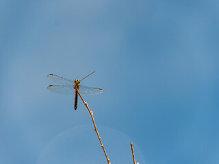 Close up shot of a Blue dasher resting