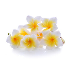 Fototapeta na wymiar flower frangipani on white background