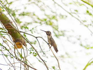 Close up shot of a hummingbird resting on a branch