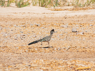 Closeup shot of a roadrunner running on the ground
