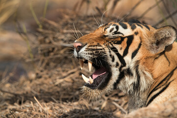 Fototapeta na wymiar Tiger cub yawning at Ranthambore Tiger Reserve
