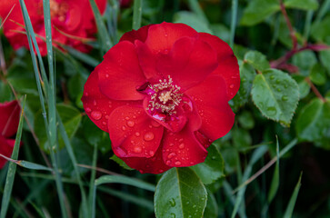 Rose.  It is a genus of the Rosaceae family that includes about 150 species, originating in Europe...