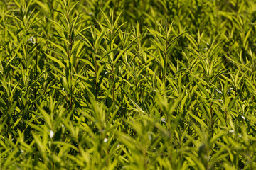 Artemísia dracúnculus. Background of tarragon. Dragon wormwood. Dragon grass. Tarhun in the evening sun. Plants in the wild. Green background.
