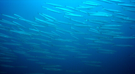 school fish caribbean sea Venezuela