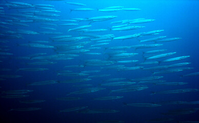 underwater coral fish caribbean sea Venezuela