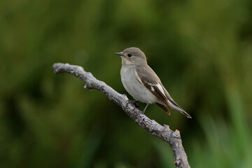 robin on a branch
