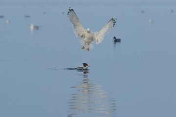 seagull in flight over water