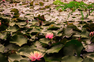 pink water lilies