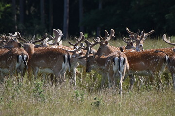 Fawn deer at Holkham Hall's country park, Norfolk, UK