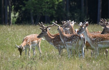 Fawn deer at Holkham Hall's country park, Norfolk, UK
