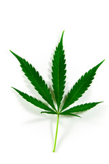 Naklejka na ściany i meble Hoja de cannabis aislada en fondo blanco