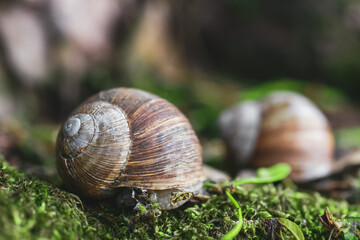 Garden snail on green moss in summer forest, selective focus