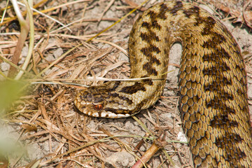 close up of an adder