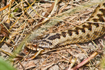 adder in the grass