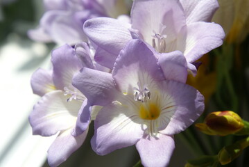 Freesien lila violett 2020077 Freesia