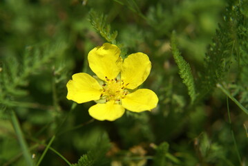 Hahnenfuß 2020061 Ranunculus