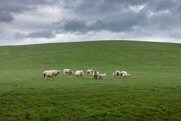 Obraz na płótnie Canvas Flock of staring sheep (ewe) on beautiful green grass mountain meadow in Ireland