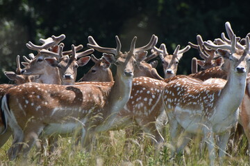 Fawn deer at Holkham Hall's country park, Norfolk, UK