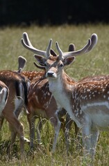 Fawn deer at Holkham Hall's country park, Norfolk, UK