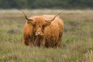 highland cow in a field