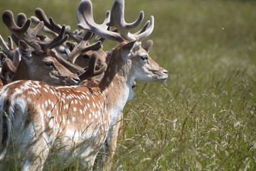 Fawn deer at Holkham Hall's country park, Norfolk, UK