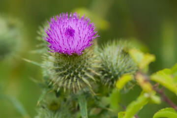purple thistle flower