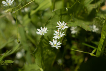 White stellaria - beautiful little flowers in a meadow closeup