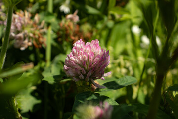 Pink meadow clover close-up on a natural background