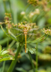 dragonfly