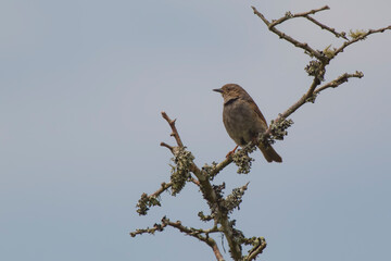 dunnock