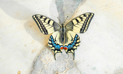 Obraz na płótnie Canvas Beautiful butterfly on some plant leaf