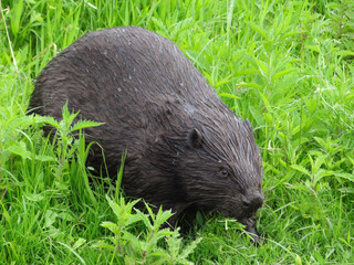 Wild beaver in natural habitat of river Wuhle close to the city of Berlin        