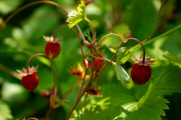 Ripe wild strawberries on the branches close-up - summer harvest of wild berries