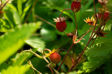 Ripe wild strawberries on the branches close-up - summer harvest of wild berries