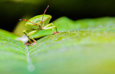 Close up of a Palomena Prasina - Green Shield Bug