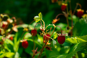 Ripe wild strawberries on the branches close-up - summer harvest of wild berries