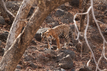 Tigress Ladali at Ranthambore Tiger Reserve